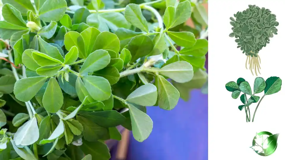 Supplier evaluation for Dried Fenugreek should cover specification, packaging, paperwork, logistics, and all-in receiving cost.